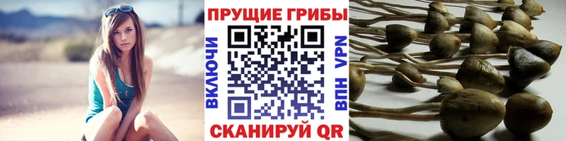 Галлюциногенные грибы Cubensis  МЕГА сайт  Гвардейск  наркошоп 